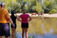 Desde Scottsdale, Sonoran Desert & Tonto National Forest Trip - Hizvo