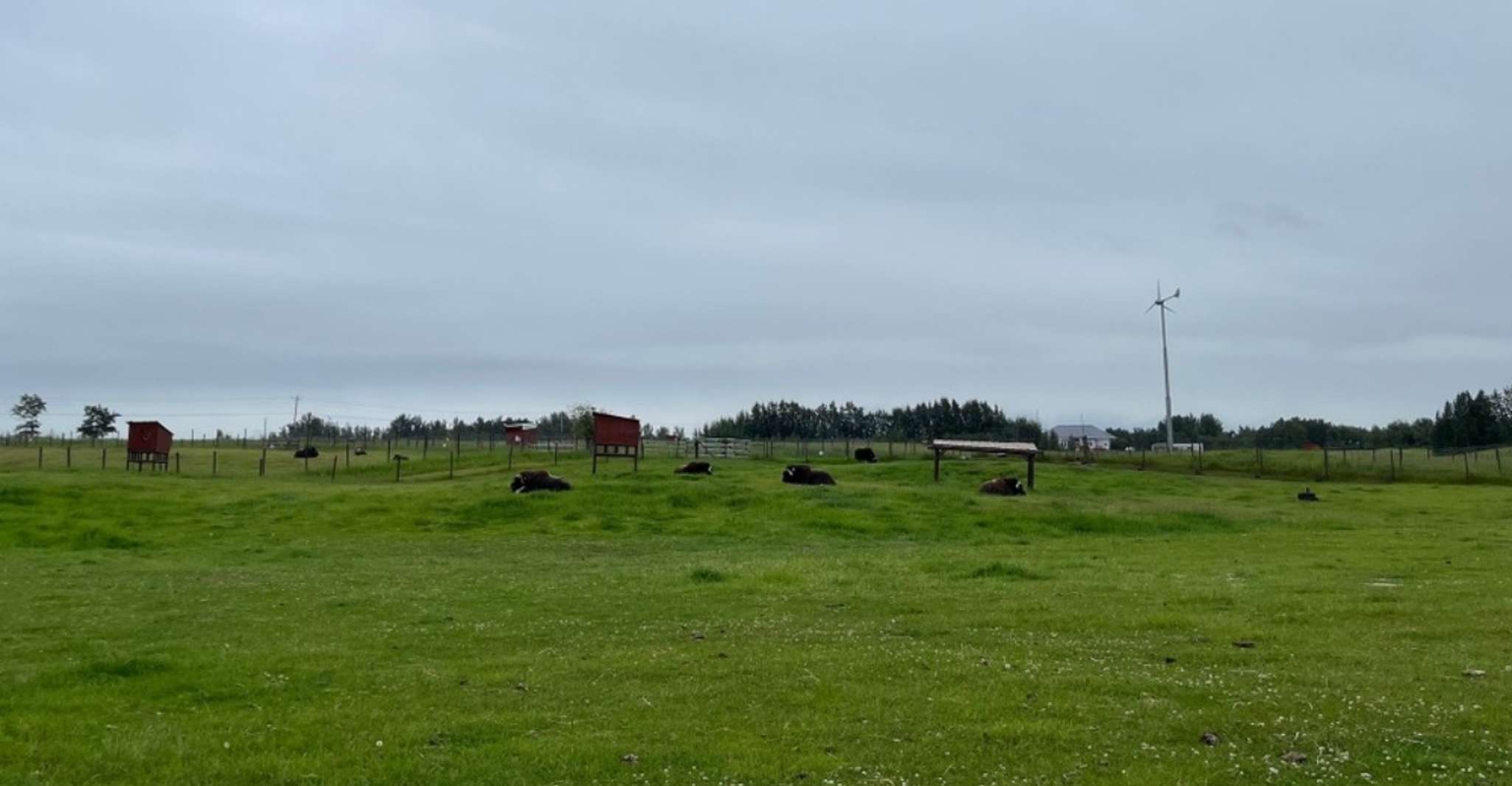 A partir d'Anchorage, promenade scénique et visite guidée de la ferme Musk Ox - Hizvo