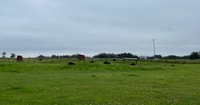 A partir d'Anchorage, promenade scénique et visite guidée de la ferme Musk Ox - Hizvo