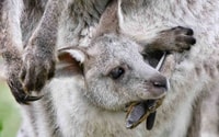 Sydney, Private Sydney City and Australian Wildlife Tour - Housity