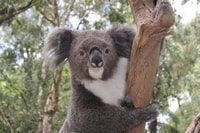 Sydney, Private Sydney City and Australian Wildlife Tour - Housity