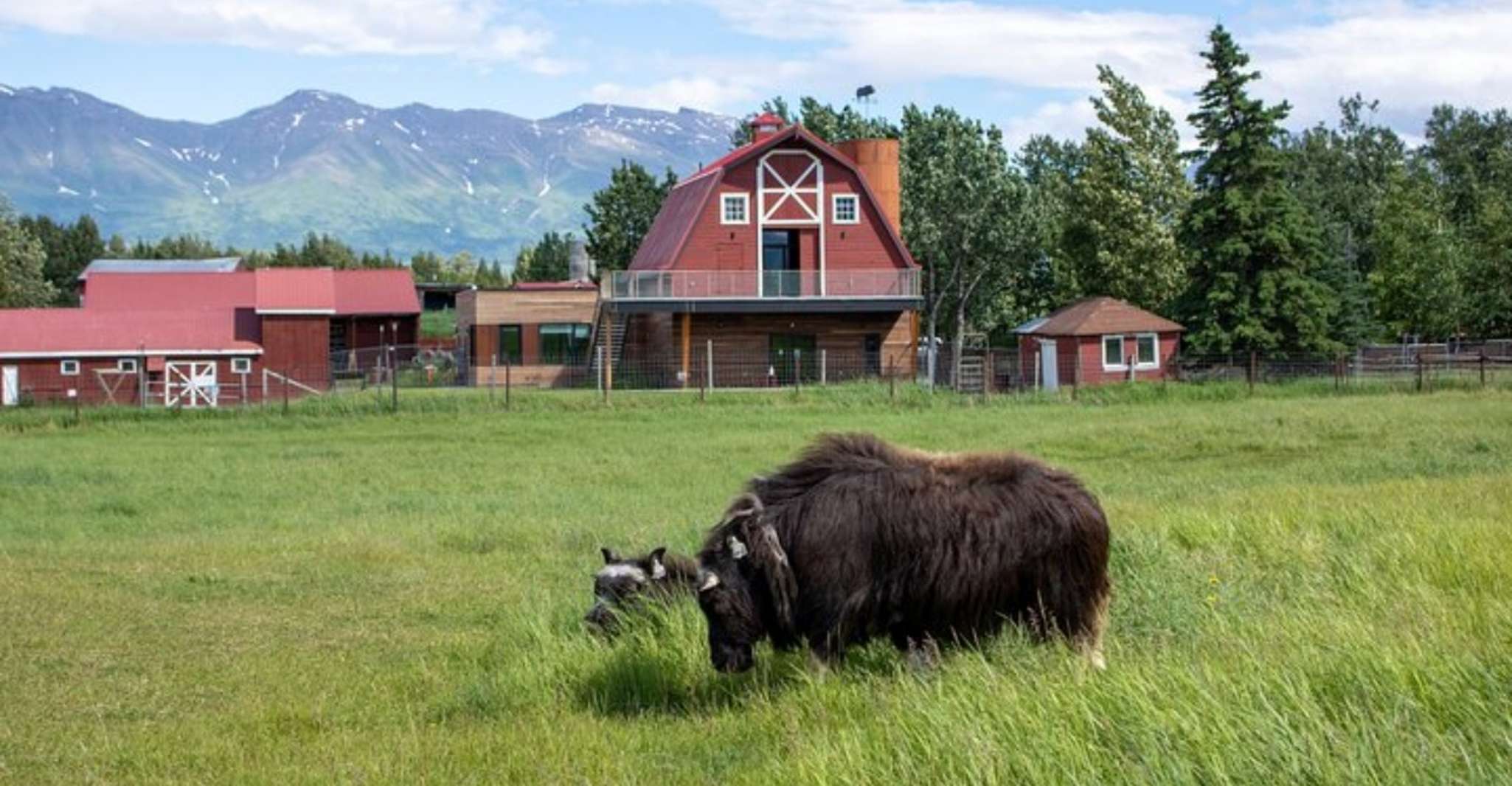 A partir d'Anchorage, promenade scénique et visite guidée de la ferme Musk Ox - Hizvo