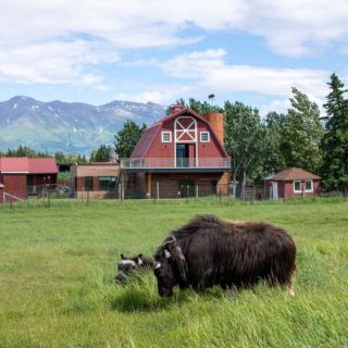From Anchorage: Scenic Drive and Guided Musk Ox Farm Tour