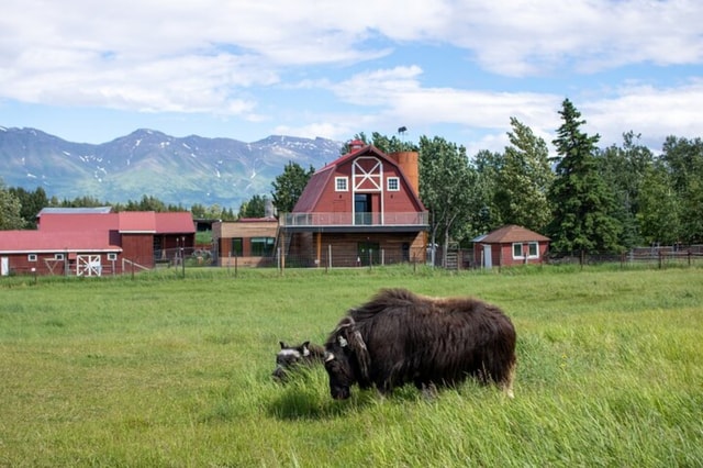 Visit From Anchorage Scenic Drive and Guided Musk Ox Farm Tour in Seward