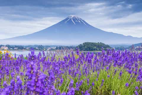 The BEST Mount Fuji Spring activities 2026 - FREE Cancellation