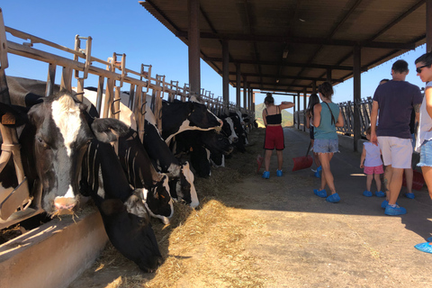 Ferreries: fabricação de queijos e degustação de produtos agrícolas frescos