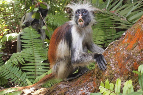 Zanzibar : la forêt de Jozani et la sérénité de la grotte SalamForêt de Jozani : Forêt de Jozani et sérénité à la grotte de Salam