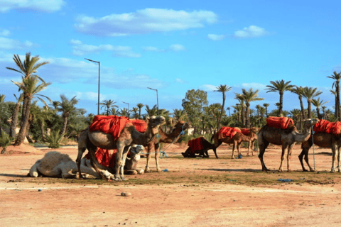 Von Casablanca aus: Tagesausflug nach Marrakech mit KamelrittPrivate Tour