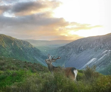 Wicklow: caminhada noturna guiada por Glendalough e passeio histórico