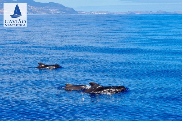 Funchal: jachttocht met dolfijnen en walvissen spottenTour met ontmoetingspunt