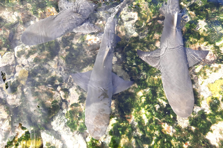 De Santa Maria: excursion privée d'une journée aux piscines naturelles et à Shark Bay