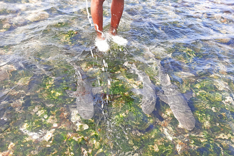 De Santa Maria: excursion privée d'une journée aux piscines naturelles et à Shark Bay