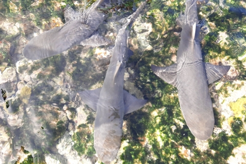 Wyspa Sal: prywatne oglądanie rekinów i pływanie na wodzie