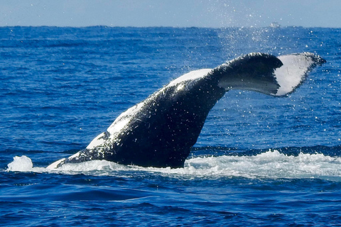 Main Beach: Whale Watching Cruise on the Gold Coast