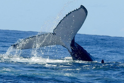 Praia principal: cruzeiro de observação de baleias na Gold Coast