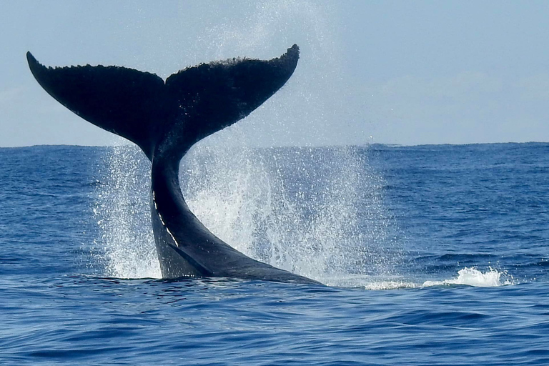 Main Beach: Whale Watching Cruise on the Gold Coast