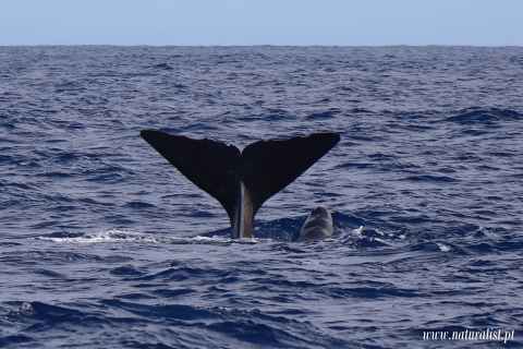Horta: cruise om walvissen en dolfijnen te spotten