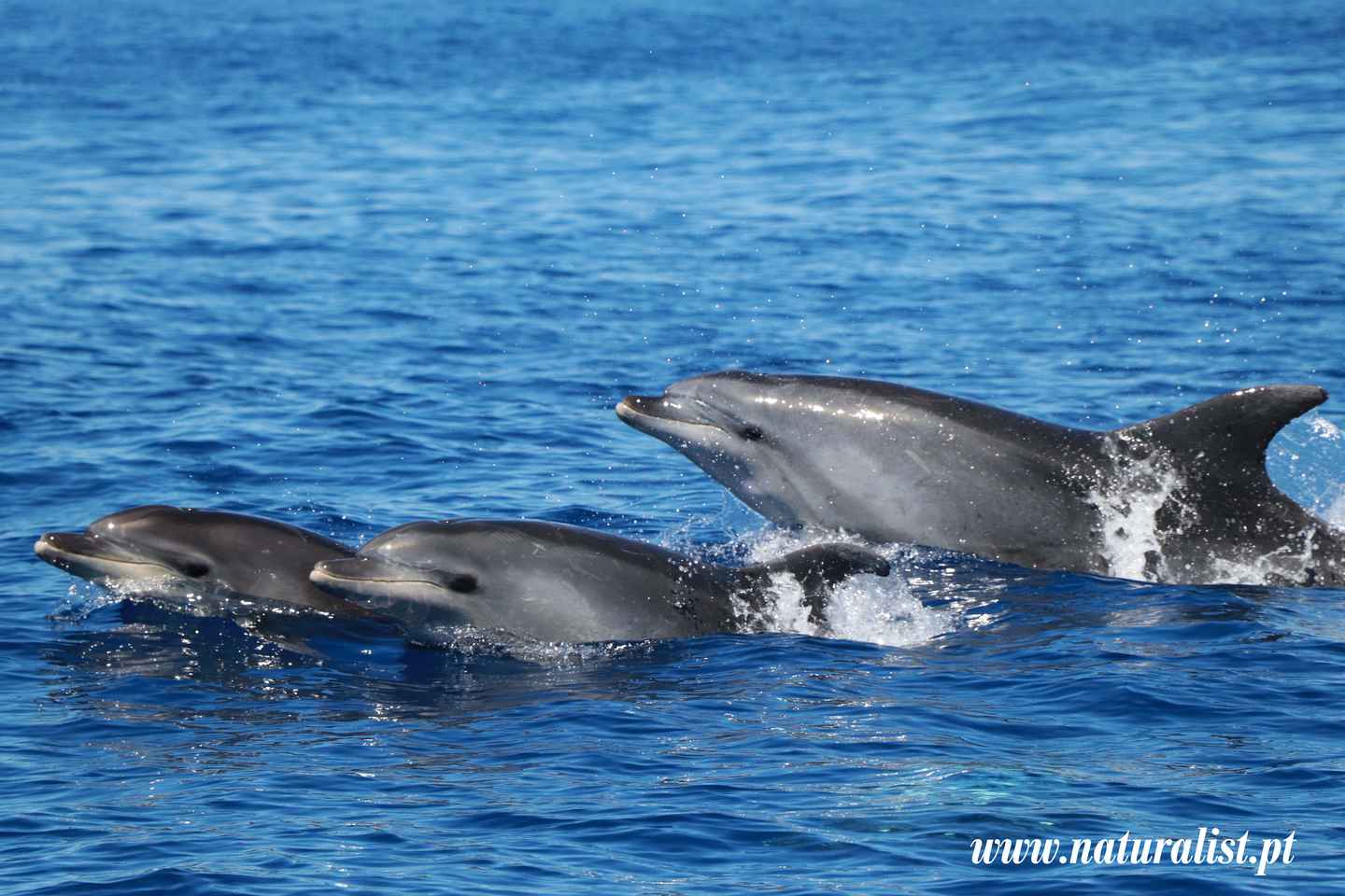 Horta: Whale and Dolphin Watching Expedition