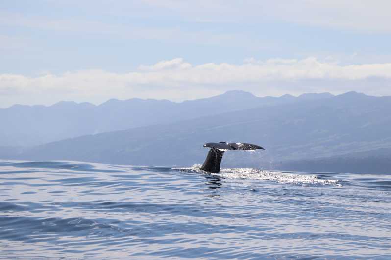 Horta: Whale and Dolphin Watching Expedition