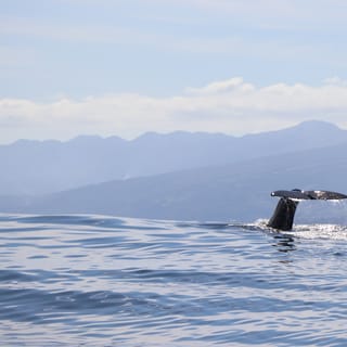 Horta: Whale and Dolphin Watching Cruise