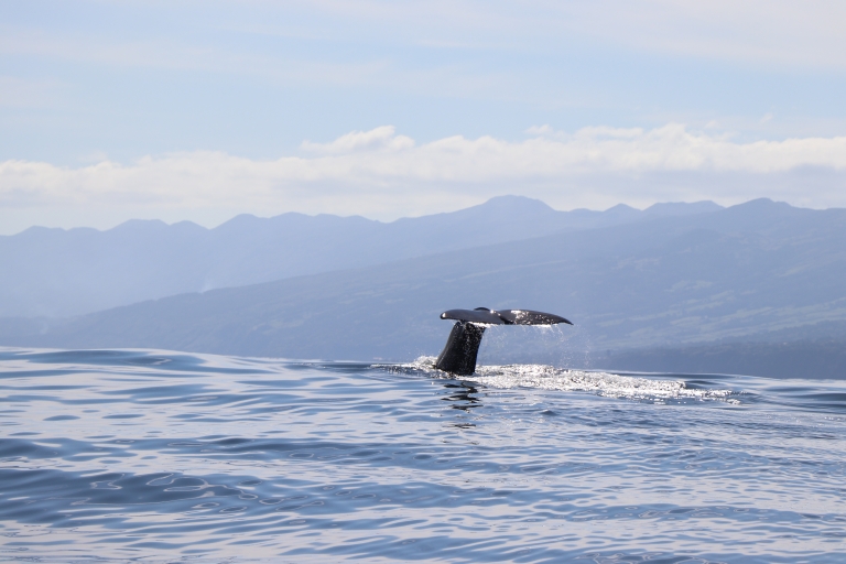 Horta: crucero de avistamiento de ballenas y delfines