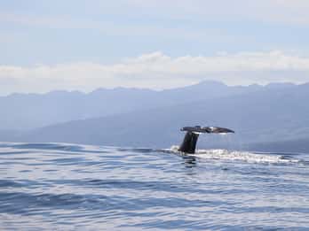 Horta: Expedición de avistamiento de ballenas y delfines