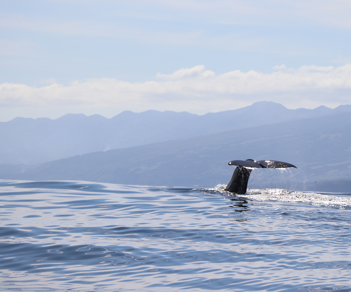 Horta: Expedição de Observação de Baleias e Golfinhos