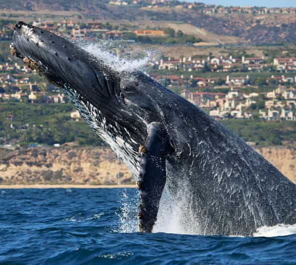 Newport Beach: 2-Hour Whale Watching Tour | GetYourGuide