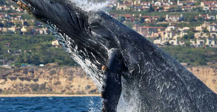 Ньюпорт-Бич: 2-часовой тур по наблюдению за китами