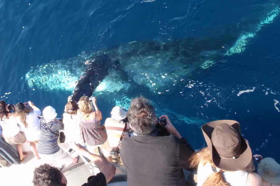 Newport Beach: 2-stündige Whale Watching Tour