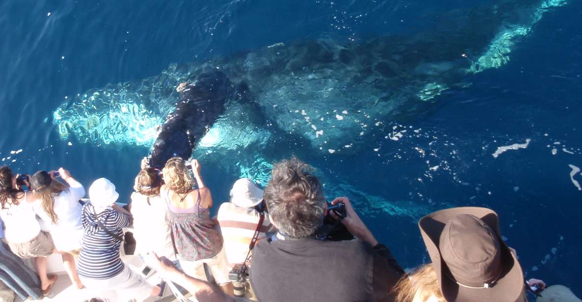 Ньюпорт-Бич: 2-часовой тур по наблюдению за китами