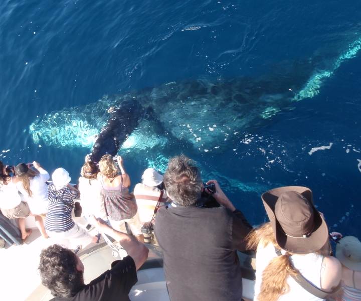 Newport Beach : observation de baleines de 2 h