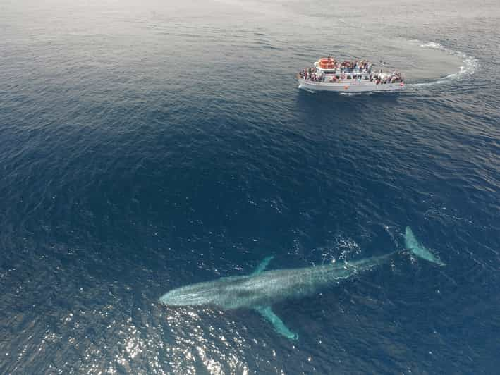 Newport Beach: 2-Hour Whale Watching Tour | GetYourGuide