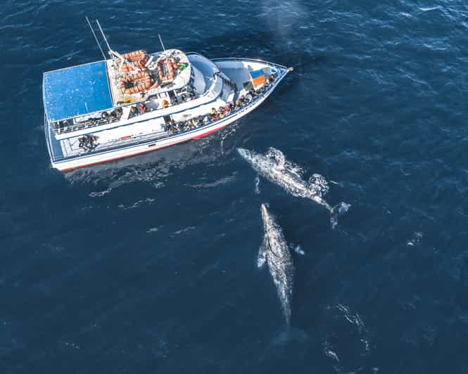 Newport Beach: 2-Hour Whale Watching Tour | GetYourGuide