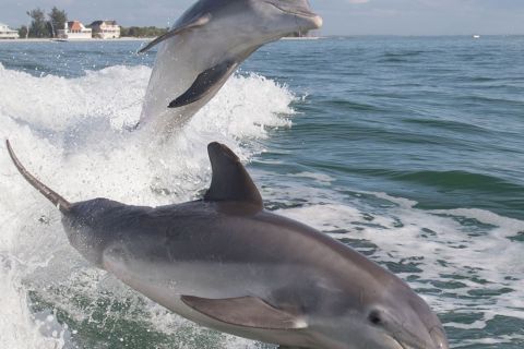 Fort Myers: Sanibel Beach and Cape Coral Dolphin Boat Tour
