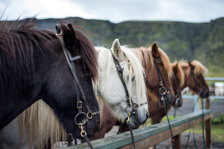 Reykjavik: Silfra Snorkel Tour and Horse Ride with Photos