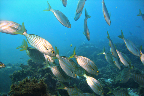 Terceira: Angra do Heroísmo Scuba Diving Tour con 2 immersioni