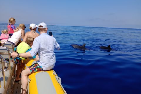 Can Picafort: Gita in barca per osservare i delfini