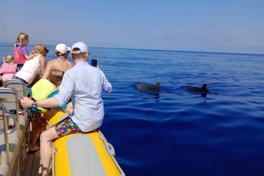 Can Picafort: Delfinbeobachtung Bootstour mit Schwimmen