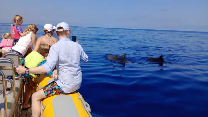 Can Picafort: Excursión en barco para avistar delfines