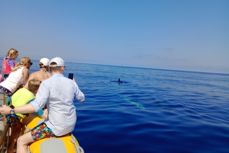 Can Picafort: boottocht om dolfijnen te spottenDolfijnenboottocht vanuit Can Picafort