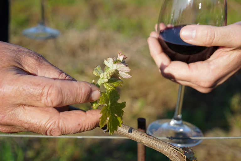 Da Roma: Tour della regione vinicola di Frascati con degustazione di viniDa Roma: tour della regione vinicola di Frascati con degustazione di vini