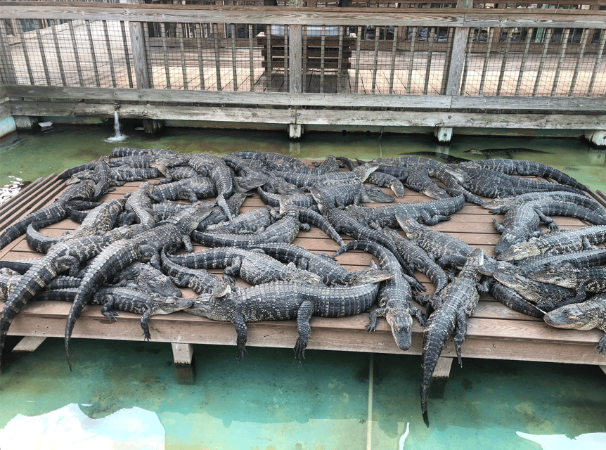 Orlando: Mit der Seilbahn über Floridas Alligatoren im Gatorland ...