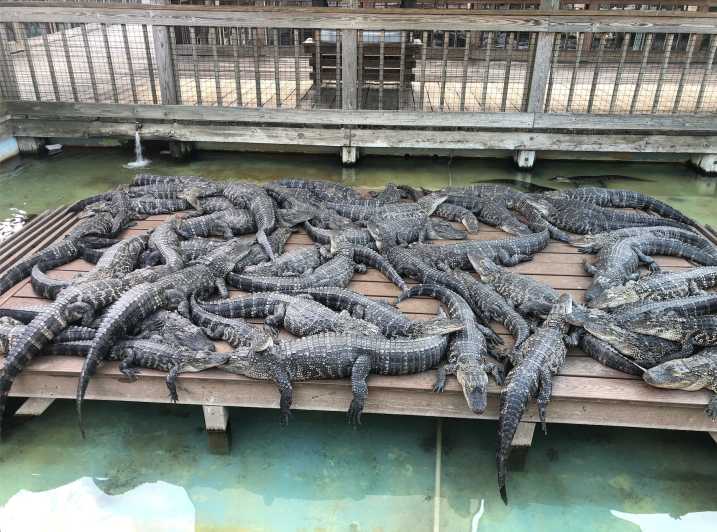 Orlando: tirolesa sobre caimanes de Florida en Gatorland | GetYourGuide