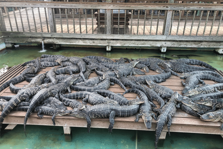 Orlando: Gatorland Zipline Adventure z całodniowym wstępem do parku