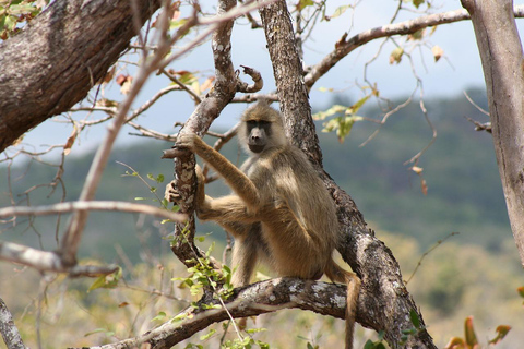 VOO SAFARI DE UM DIA: ZANZIBAR PARA O PARQUE NACIONAL MIKUMI