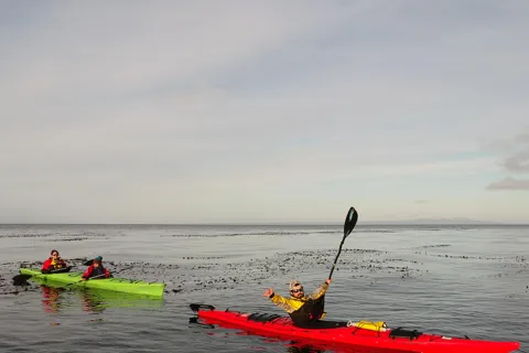 Punta Arenas: gita in kayak con la fauna selvatica