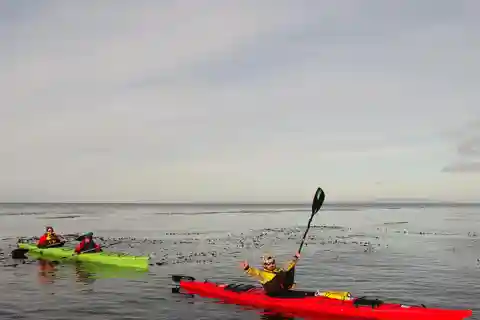 Punta Arenas: Passeio de caiaque com vida selvagem