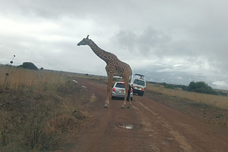 Parque Nacional del Lago Nakuru desde NairobiOpción Estándar