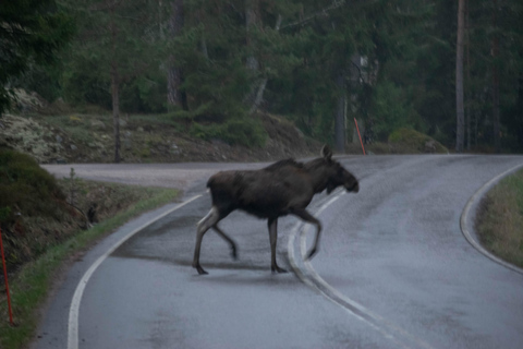 Safari nella natura con cena al fuoco da Helsinki